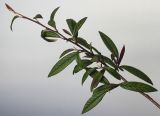 Cotoneaster salicifolius