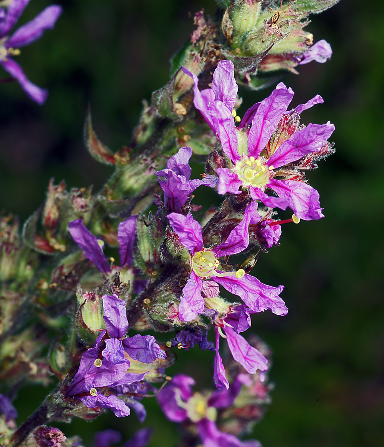 Изображение особи Lythrum salicaria.