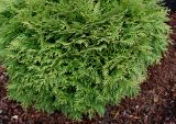 Thuja occidentalis. Вегетирущее растение ('Danica'). Германия, г. Кемпен, в культуре. 09.11.2012.