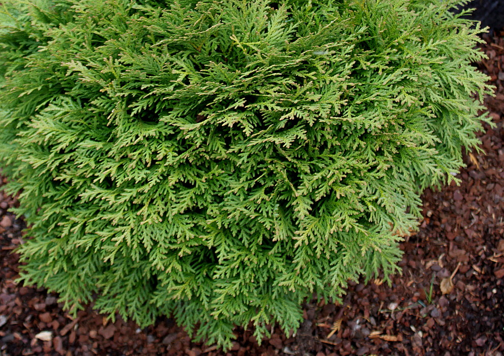 Изображение особи Thuja occidentalis.