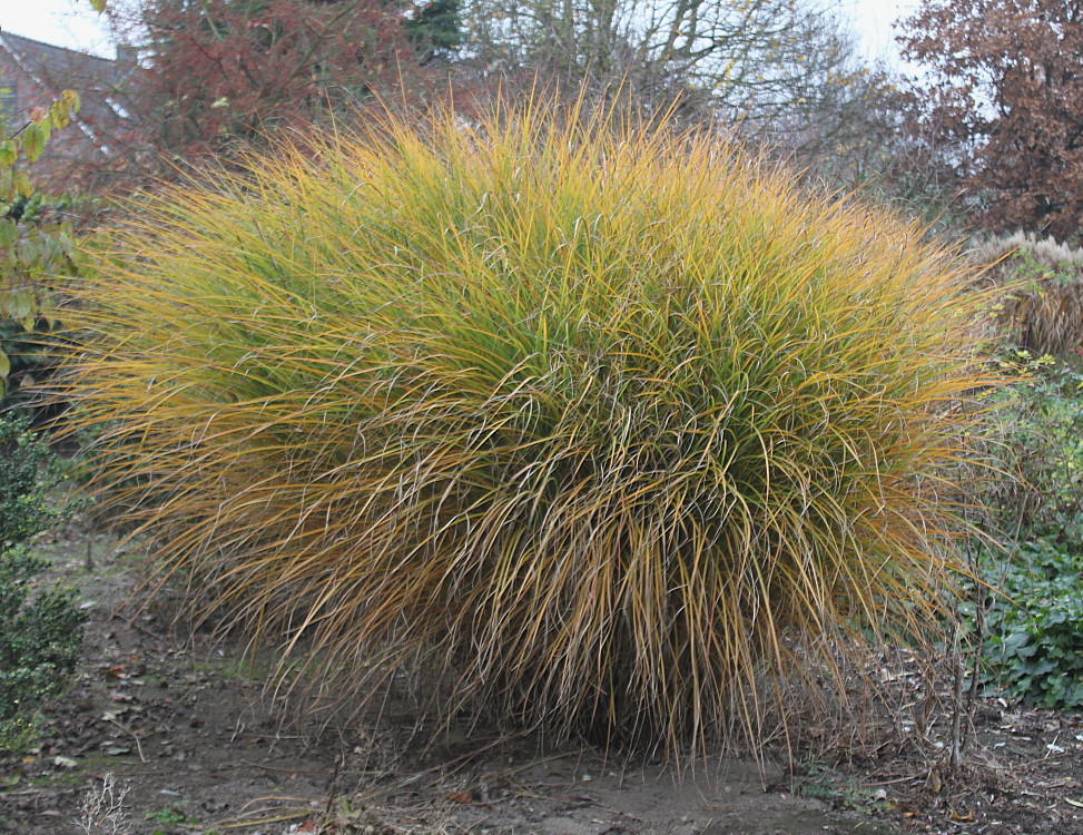 Изображение особи Miscanthus sinensis.