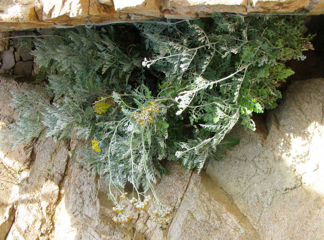 Изображение особи Senecio cineraria.