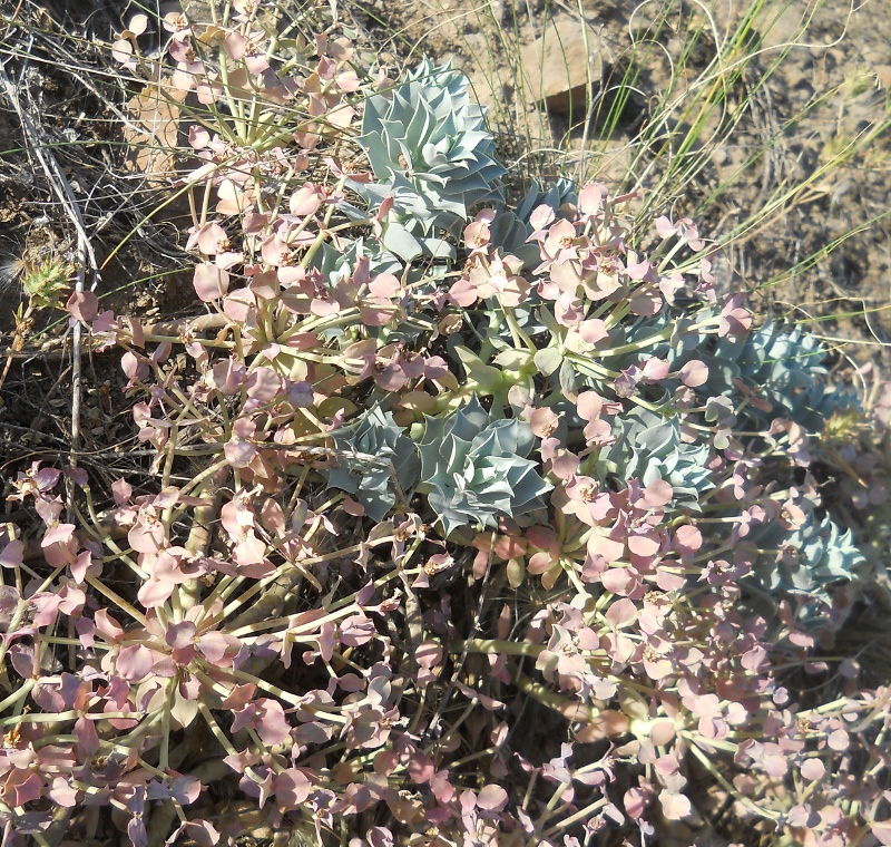 Изображение особи Euphorbia marschalliana.