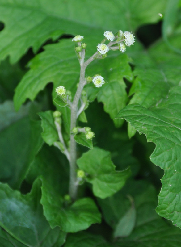 Изображение особи Adenocaulon adhaerescens.