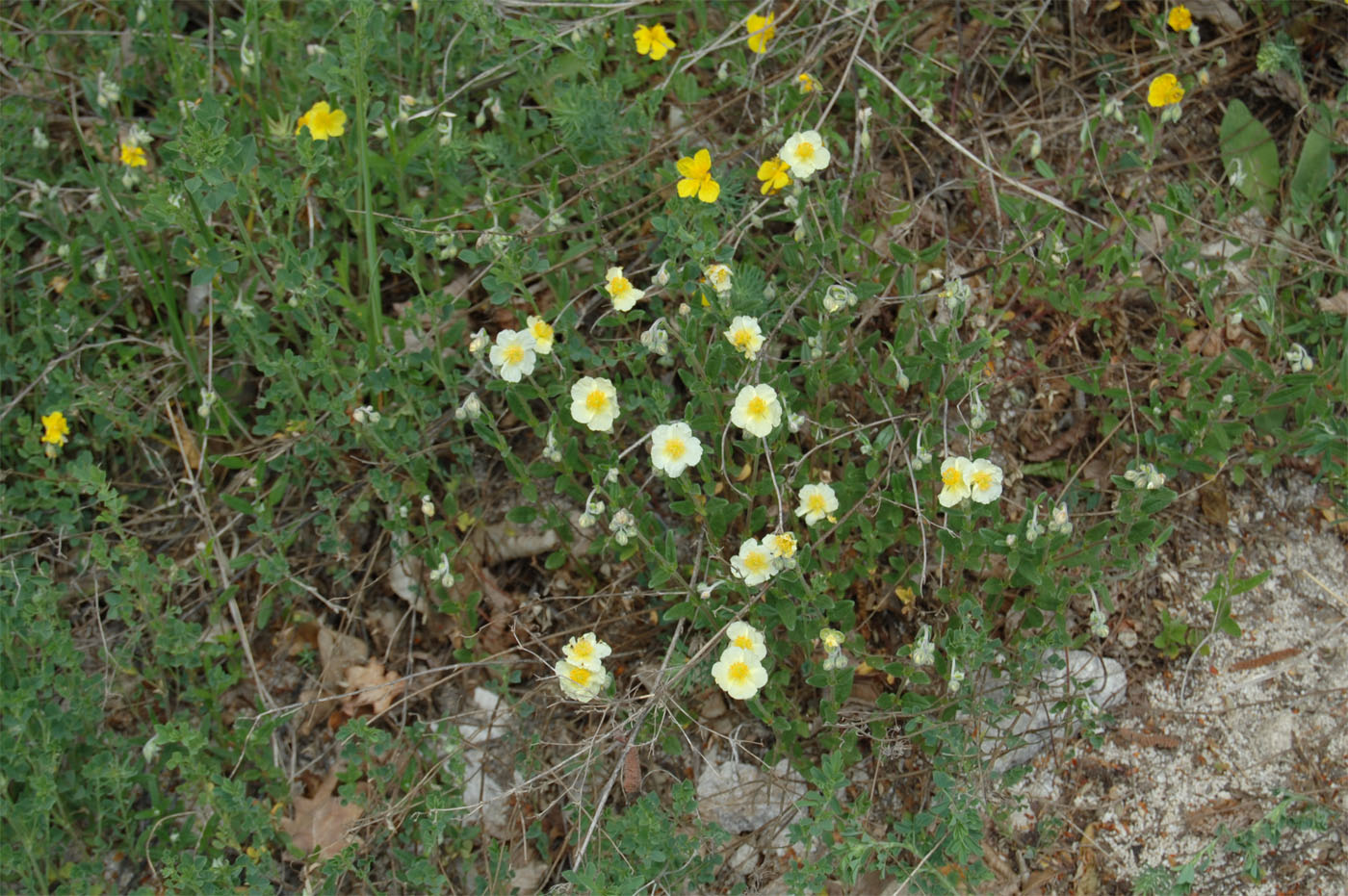 Image of Helianthemum nummularium specimen.