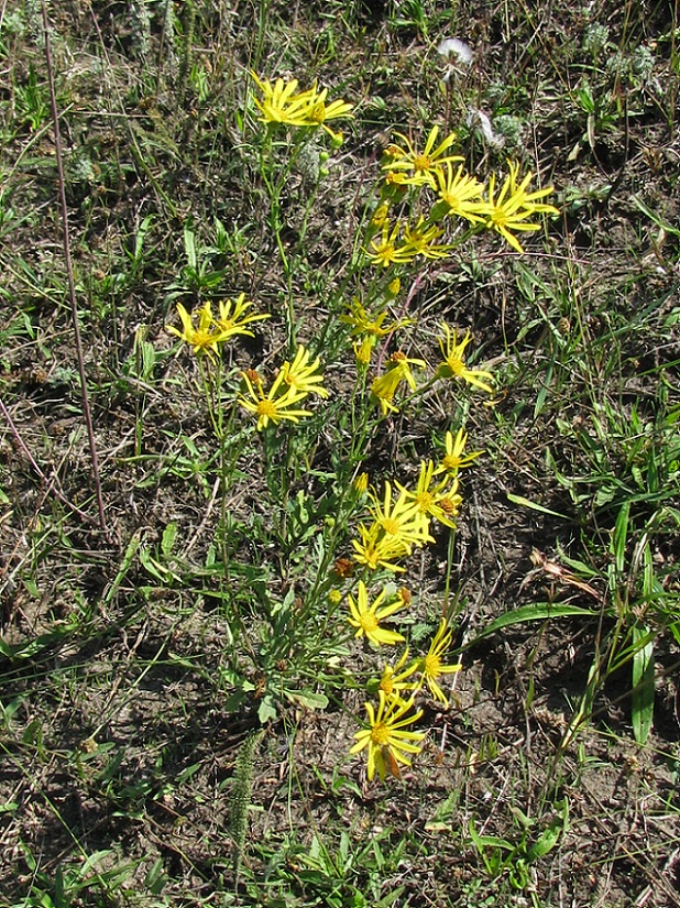 Изображение особи Senecio jacobaea.