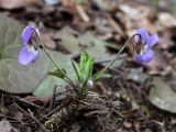 genus Viola