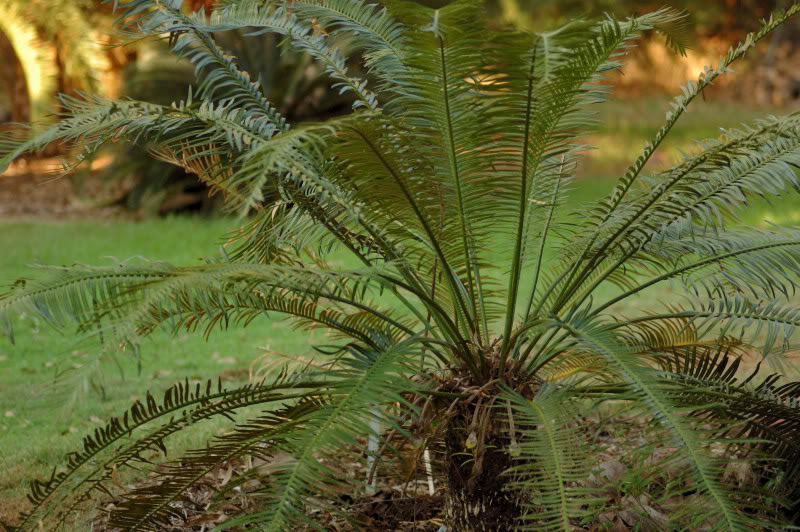 Изображение особи Cycas circinalis.