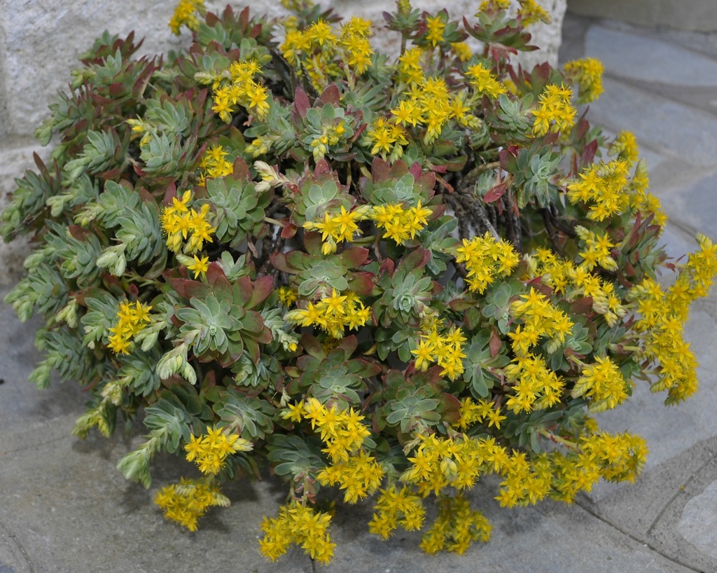 Image of Sedum palmeri specimen.