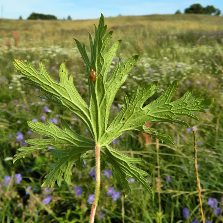 Изображение особи Geranium pratense.