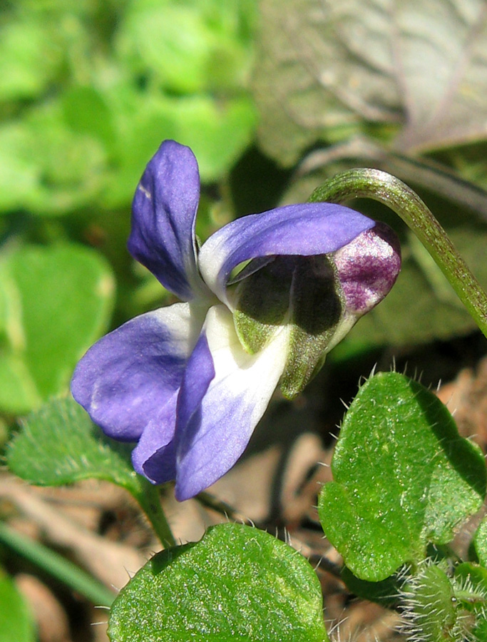 Image of Viola suavis specimen.