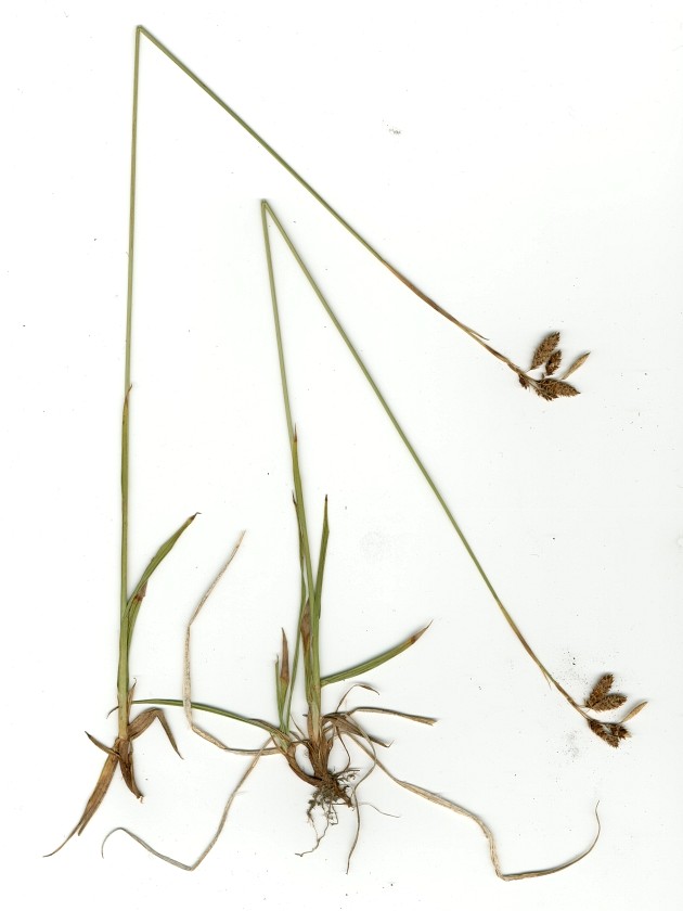 Изображение особи Carex coriophora.