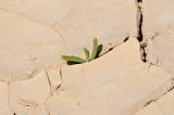 Mesembryanthemum nodiflorum. Молодое растение в высохшей дождевой луже. Израиль, центральная Арава, предгорье. 18.03.2013.