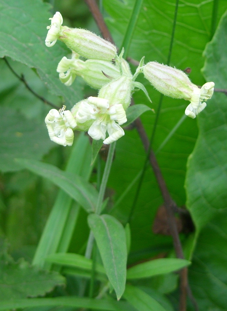 Image of Silene amoena specimen.