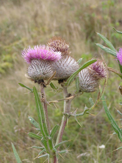 Изображение особи Cirsium polonicum.