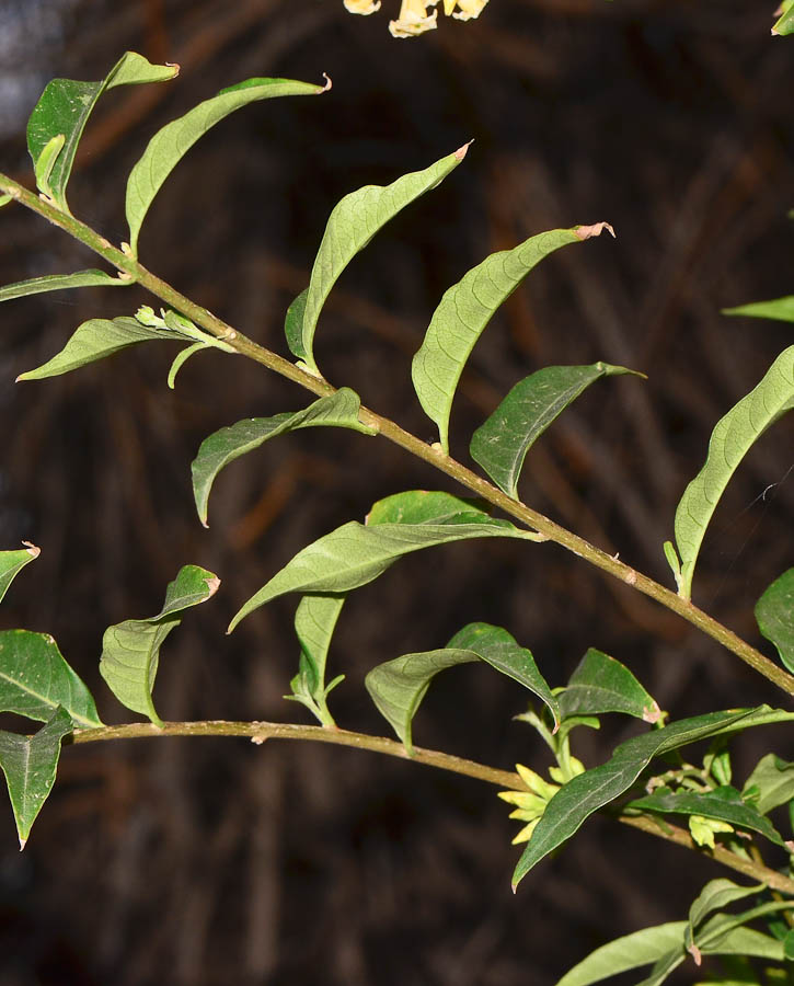 Изображение особи Cestrum nocturnum.