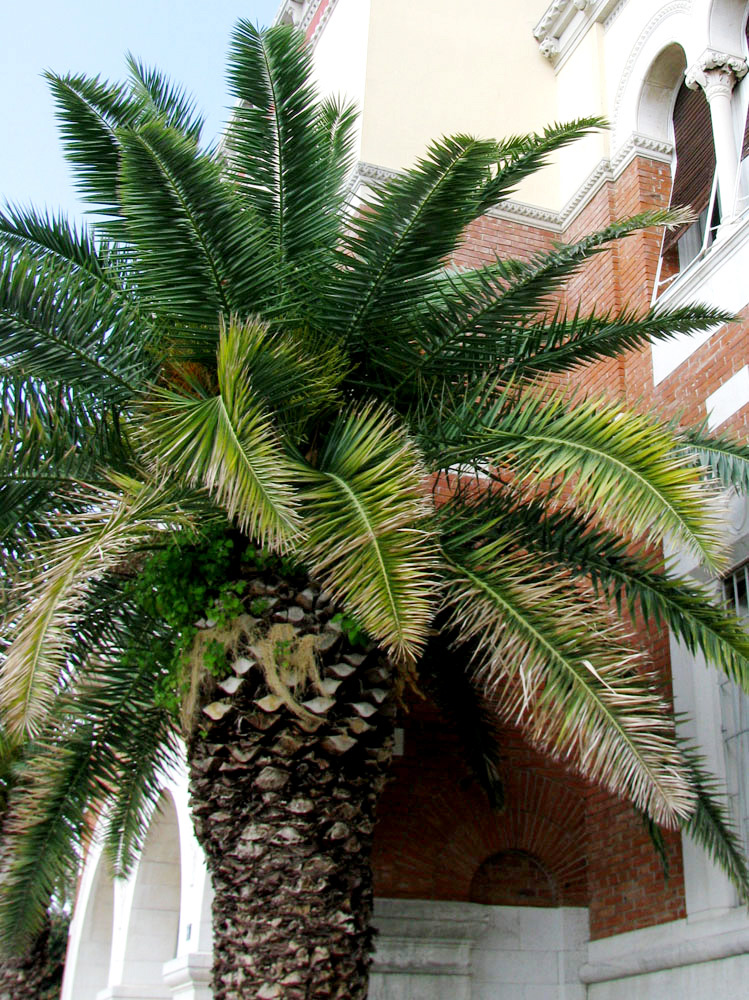 Image of Phoenix canariensis specimen.