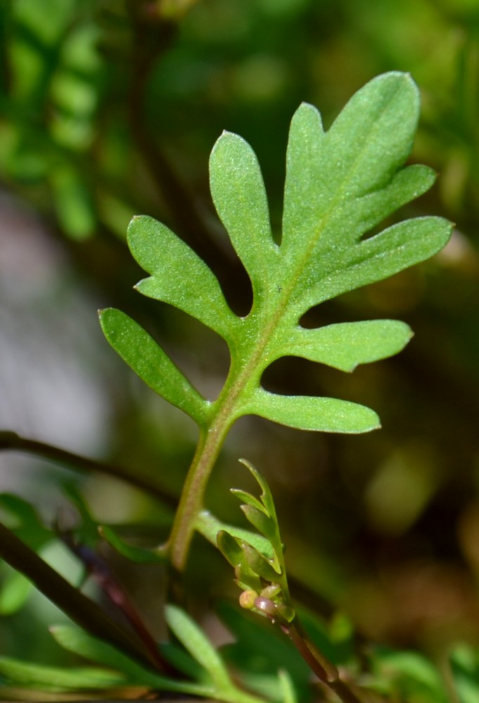 Изображение особи Rorippa brachycarpa.