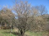 Prunus domestica. Цветущее дерево. Ставропольский край, г. Кисловодск, Средний парк. 01.04.2013.