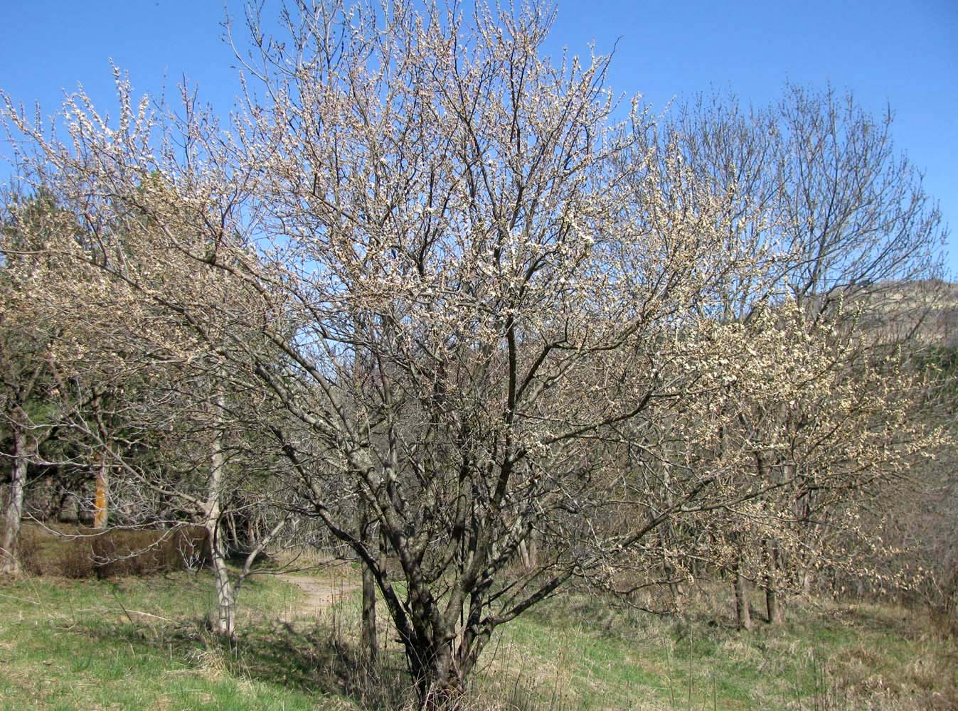 Изображение особи Prunus domestica.