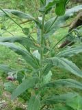 Cynoglossum officinale