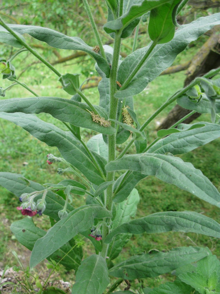 Изображение особи Cynoglossum officinale.