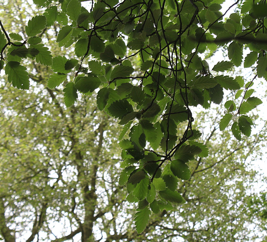 Изображение особи род Sorbus.