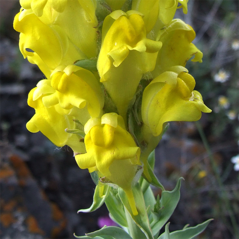 Изображение особи Linaria pyramidata.