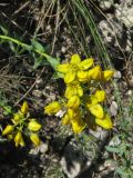 Haplophyllum thesioides. Соцветие. Крым, Симферополь, Марьино, степной склон. 1 июня 2013 г.