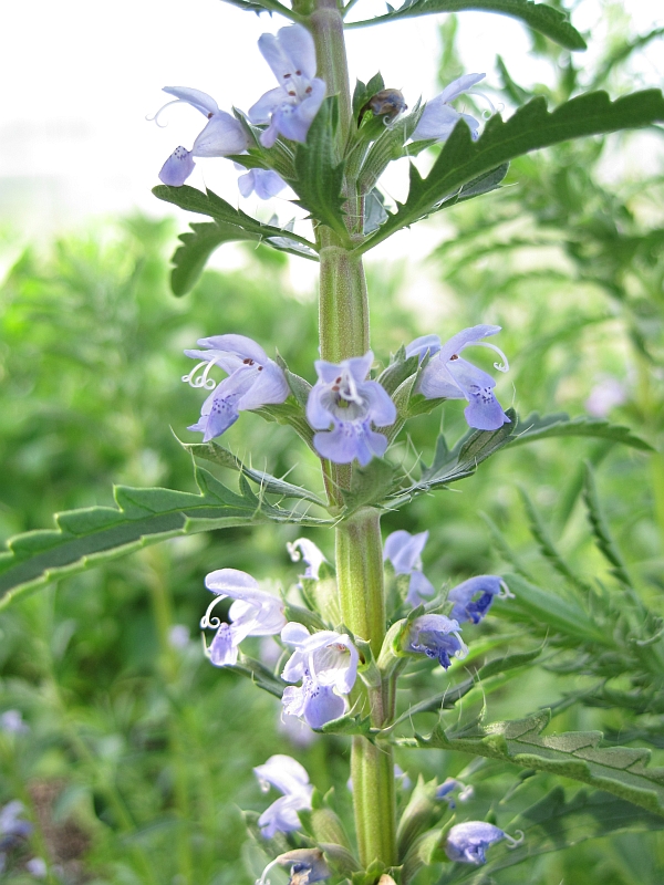 Изображение особи Dracocephalum moldavica.