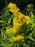 Solidago canadensis. Верхушка цветущего растения. Краснодарский край, г. Крымск, заброшенный участок земли возле бывшего жилья, снесённого после наводнения 2012 г. 16.07.2013.