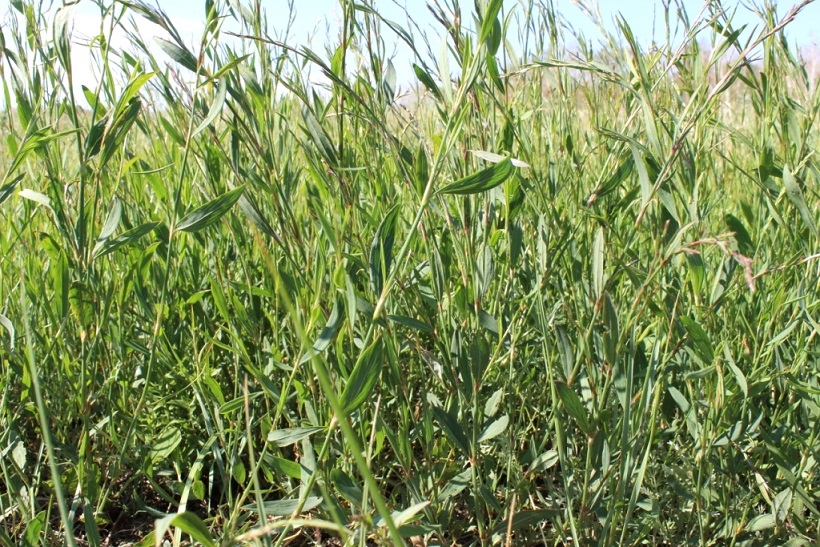 Image of Polygonum patulum specimen.