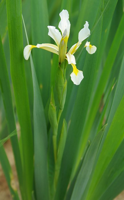 Изображение особи Iris sogdiana.