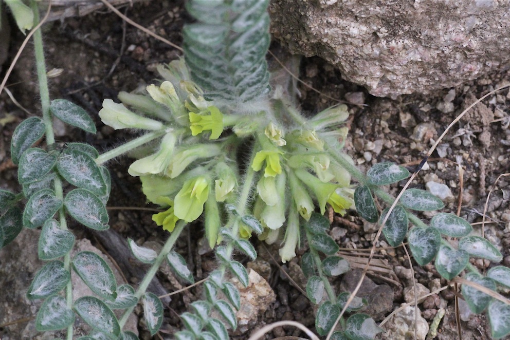 Image of Astragalus densus specimen.