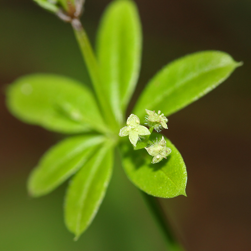 Image of Galium triflorum specimen.