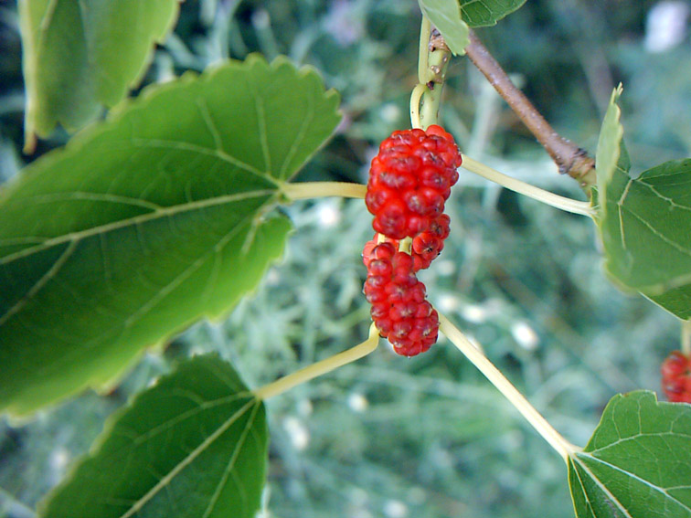 Изображение особи Morus alba.