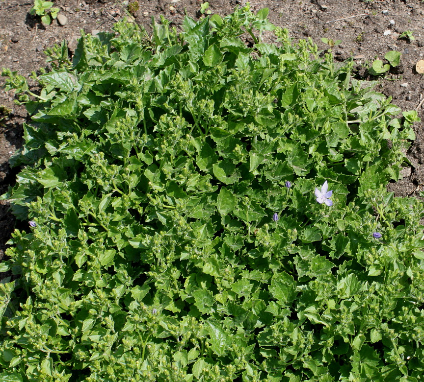 Image of Campanula garganica specimen.