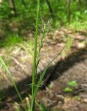 Carex pilosa. Средняя часть побега с цветущим женским колоском. Костромская обл., Кадыйский р-н, смешанный лес. 18.05.2013.