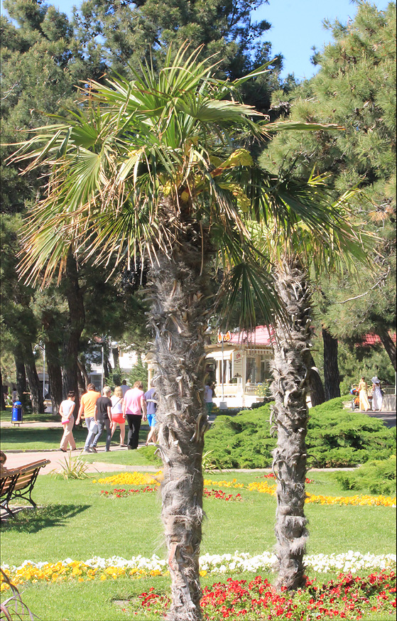 Image of Trachycarpus fortunei specimen.