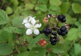 genus Rubus. Верхушка побега с плодами, цветками и фуражирующими муравьями. Черноморское побережье Кавказа, щель Прасковеевская, обочина шоссе. 24.08.2013.