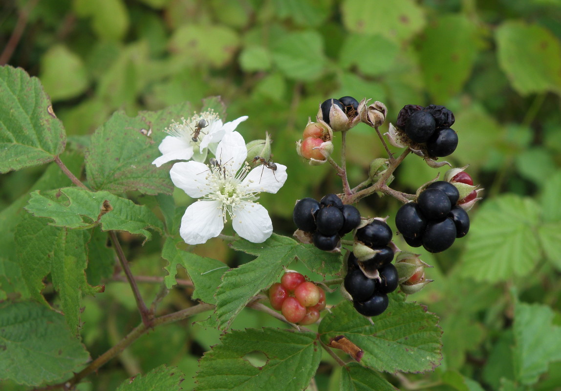 Изображение особи род Rubus.