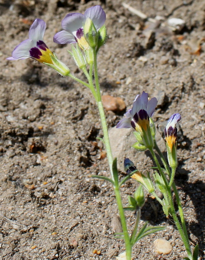 Изображение особи Gilia tricolor.