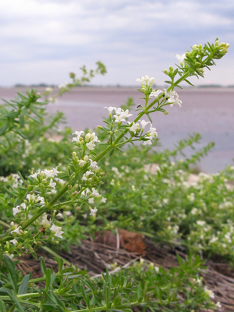 Изображение особи Galium humifusum.