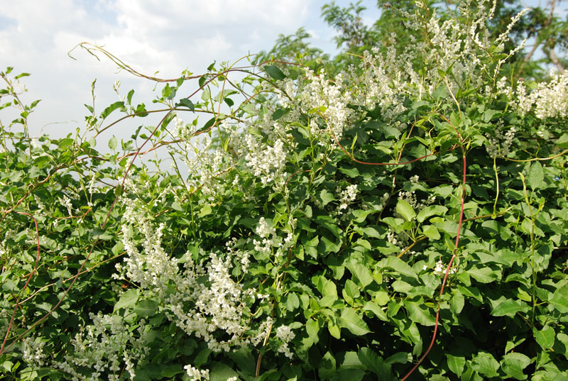 Image of Fallopia aubertii specimen.