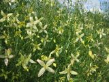 Clematis orientalis