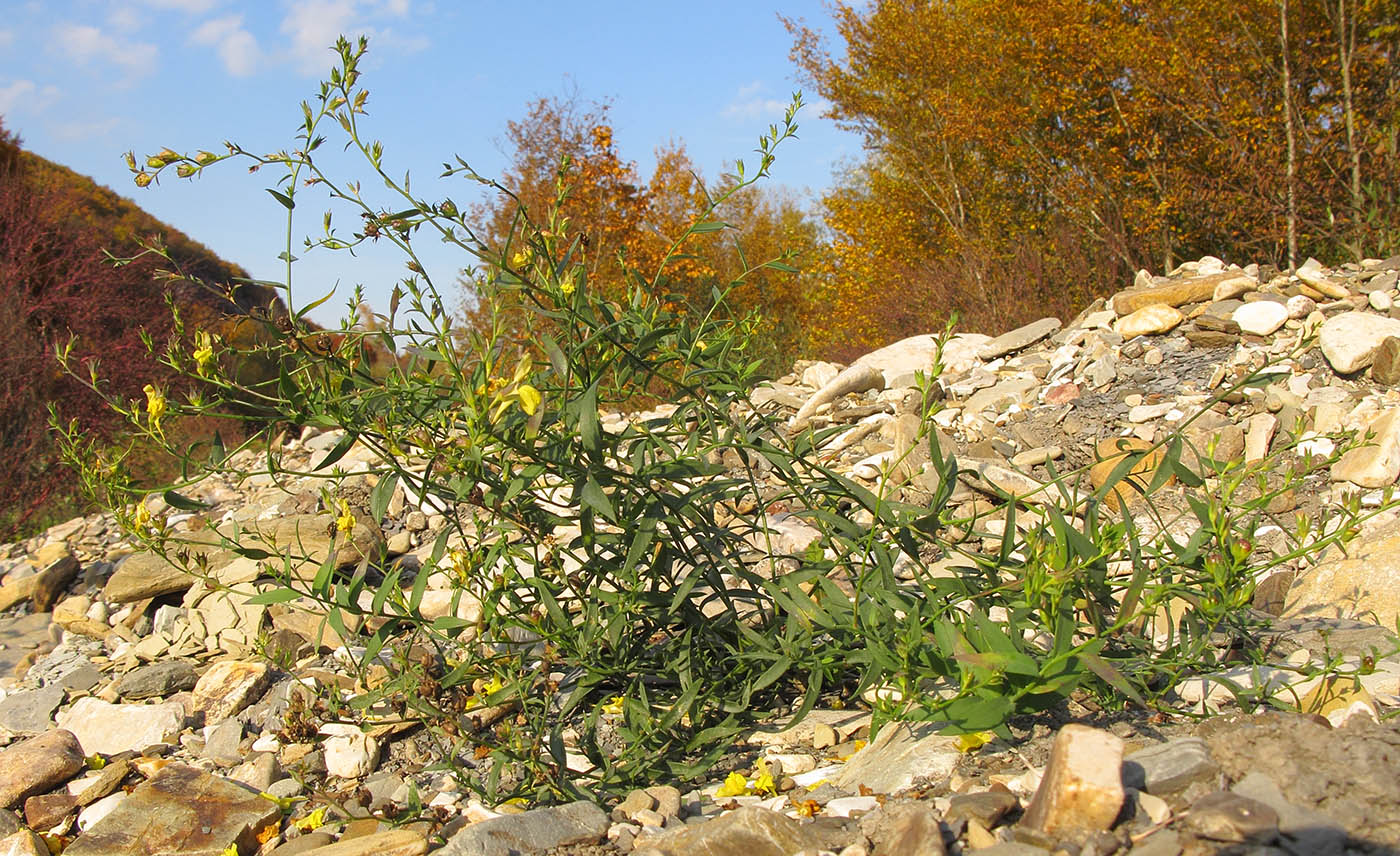 Image of Linaria genistifolia specimen.