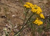 Achillea micrantha