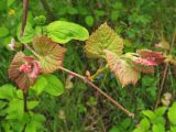 род Vitis. Часть побега с разворачивающимися листьями и распускающимися соцветиями. Украина, Закарпатская обл., Виноградов, Чёрная гора, в зарослях кустарников. 5 мая 2008 г.