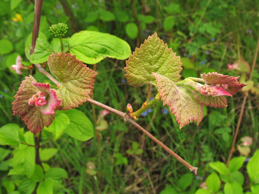 Изображение особи род Vitis.