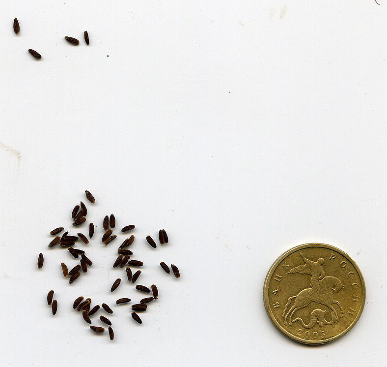 Image of Sonchus arvensis specimen.
